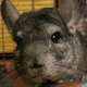Image for article titled Mannequin Men’s Ethan D’Ercole on his chinchilla, Gideon